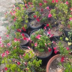 Brazilian Jasmine 
