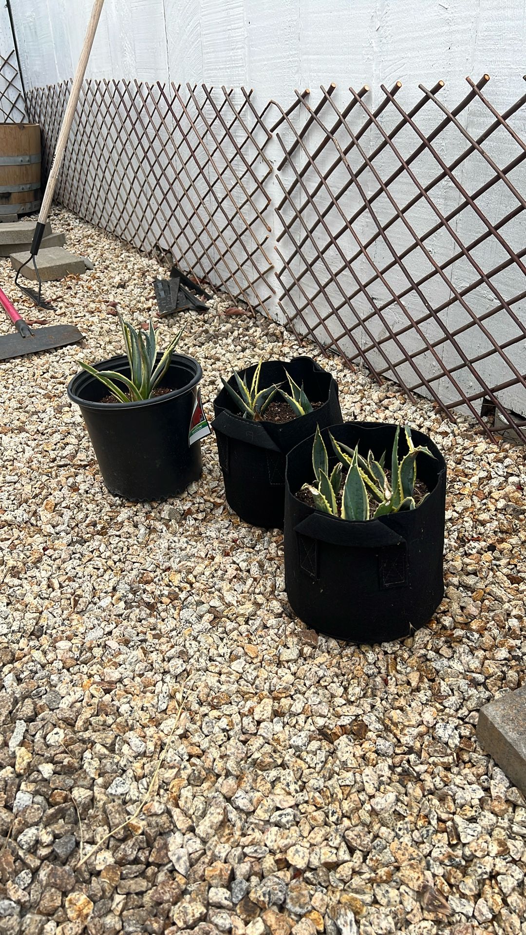 American Agave Succulent