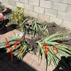 6 aloes Vera for $5