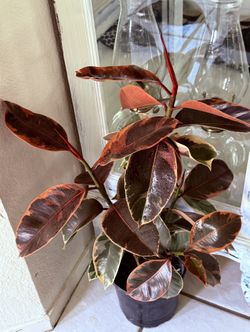 ♥️NATURAL HUMIDIFIER For Your Home♥️Rubby Rubber tree👉MULTIPLE TREES🌿Pls Read Description 