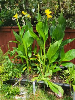Canna lilly yellow