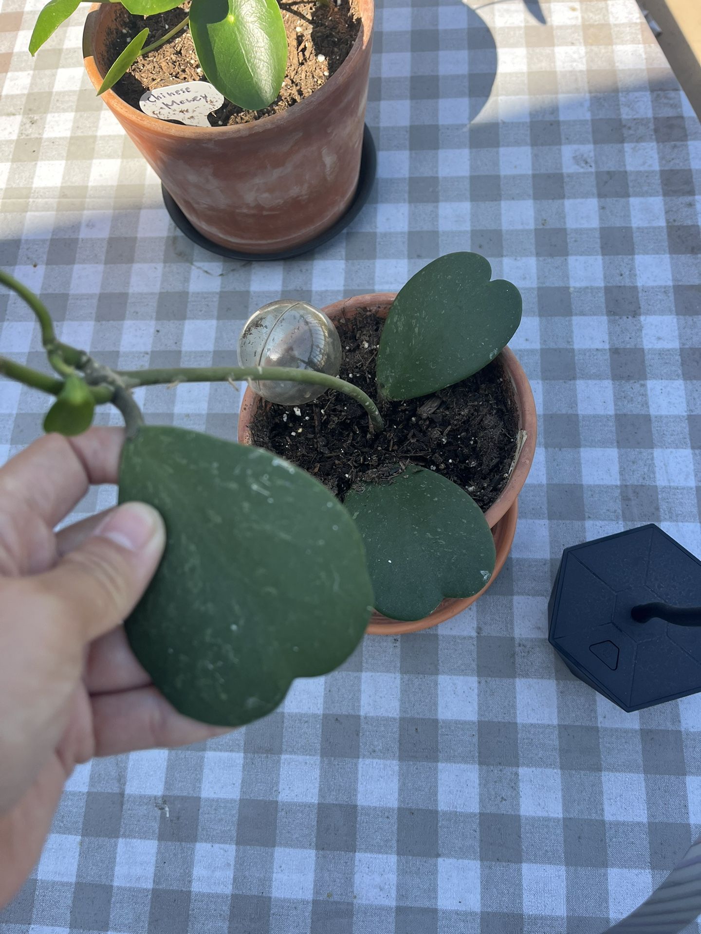 Hoya Sweetheart Plant