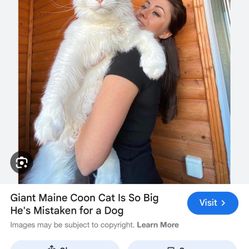 I Want A Maincoon Kitty To Train I 