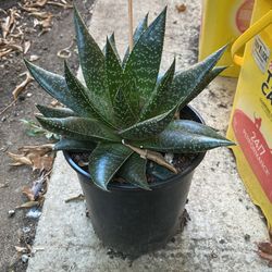 Aloe arristata