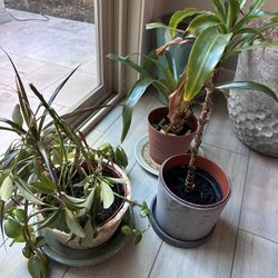 3 Plants with Pots 