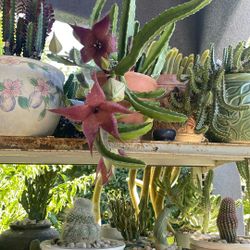Planter. De Stapelia.