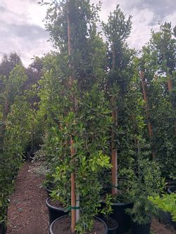 Ficus