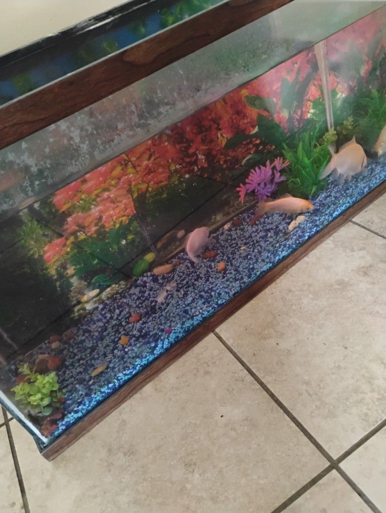 25 Gallon Aquarium