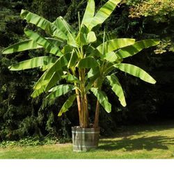 Dwarf Banana Fully Grown Plant In 1 Gallon Pot