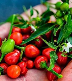 Chiles De Arbol Bolita😃🌿☘️☘️🌶🌶🌶🥵🥵🥵🥵
