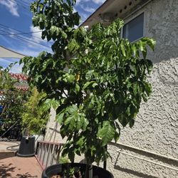 Wampi Tree