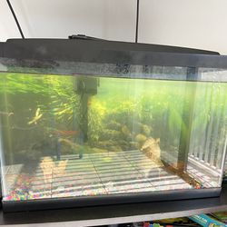 10 Gallon Fish tank with Several Accessories And Fishes