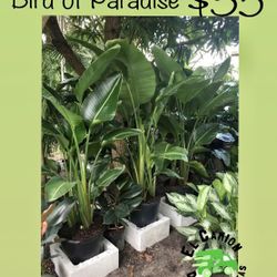 Home Plants- Bird of Paradise (7 gl) $35