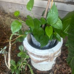 Plant And Cement  Planter  Both Asking 25