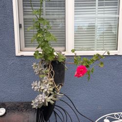 Malva geranio con otra planta