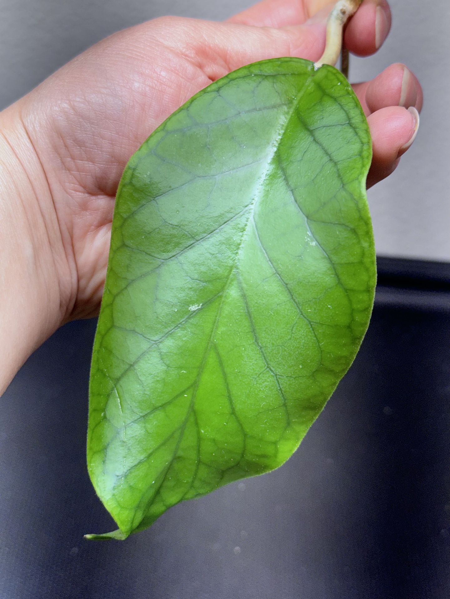 Hoya Priktai White