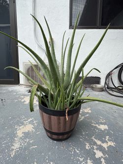 Aloe vera Sabila mother plant
