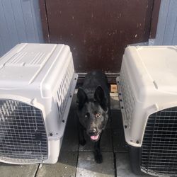 2 Petmate Dog (pet) Crates $100 Each 