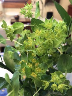 7 sleeves of Bupleurum (Green Filler) for fresh arrangements