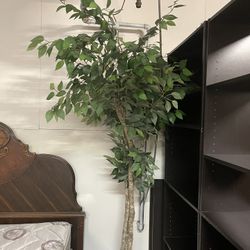 artificle  tall tree