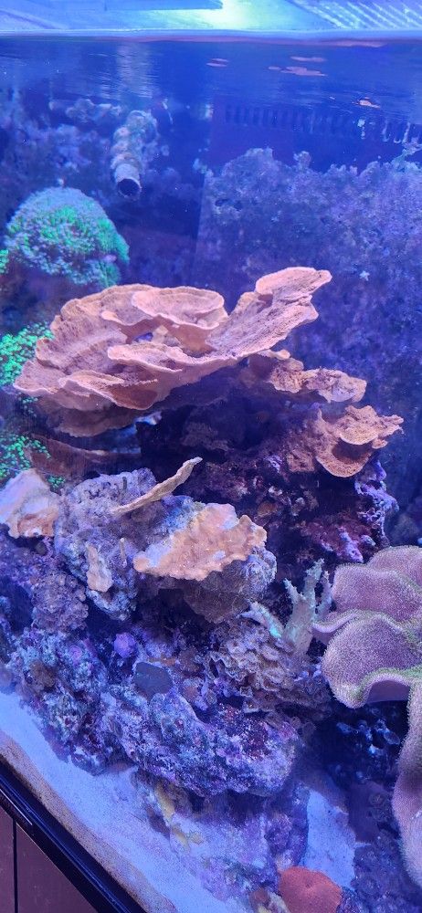 Montipora Coral