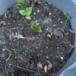 Lemon Seedling