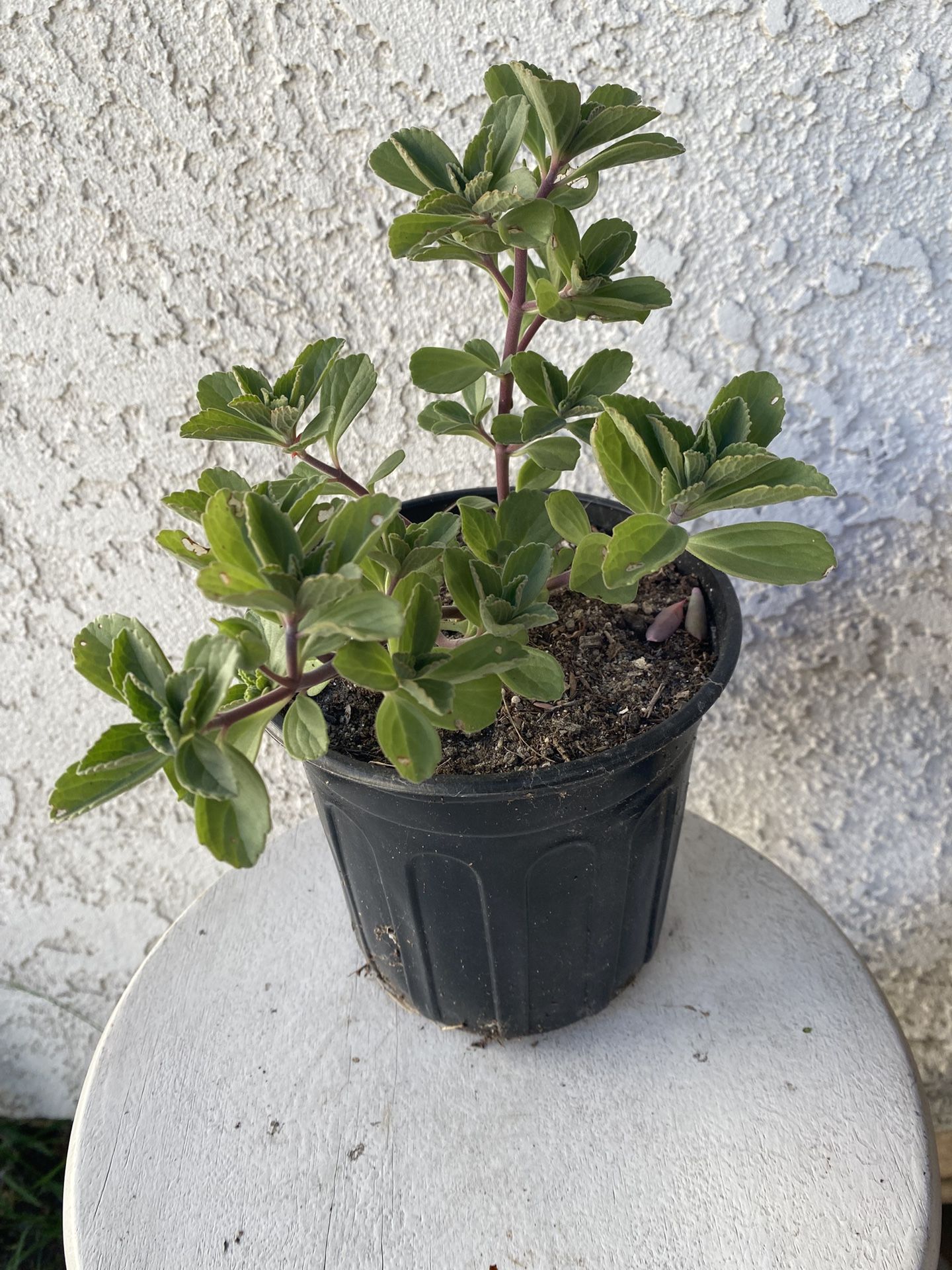 1 Gallon Pot Succulent Plant- Plectranthus Neochilus - Mike's Fuzzy Wuzzy - Blue Lobster Flower - Rooted & Established - Drought Resistant - 🪴