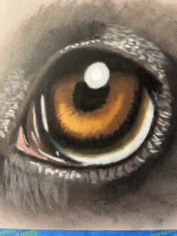 Dog Eye Drawing Done With Pastels Selling For $25