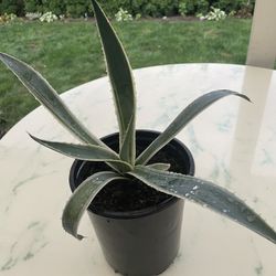 Agave Americana 'Marginata' [Variegated Century Plant] (Indoor / Outdoor Live Plant)