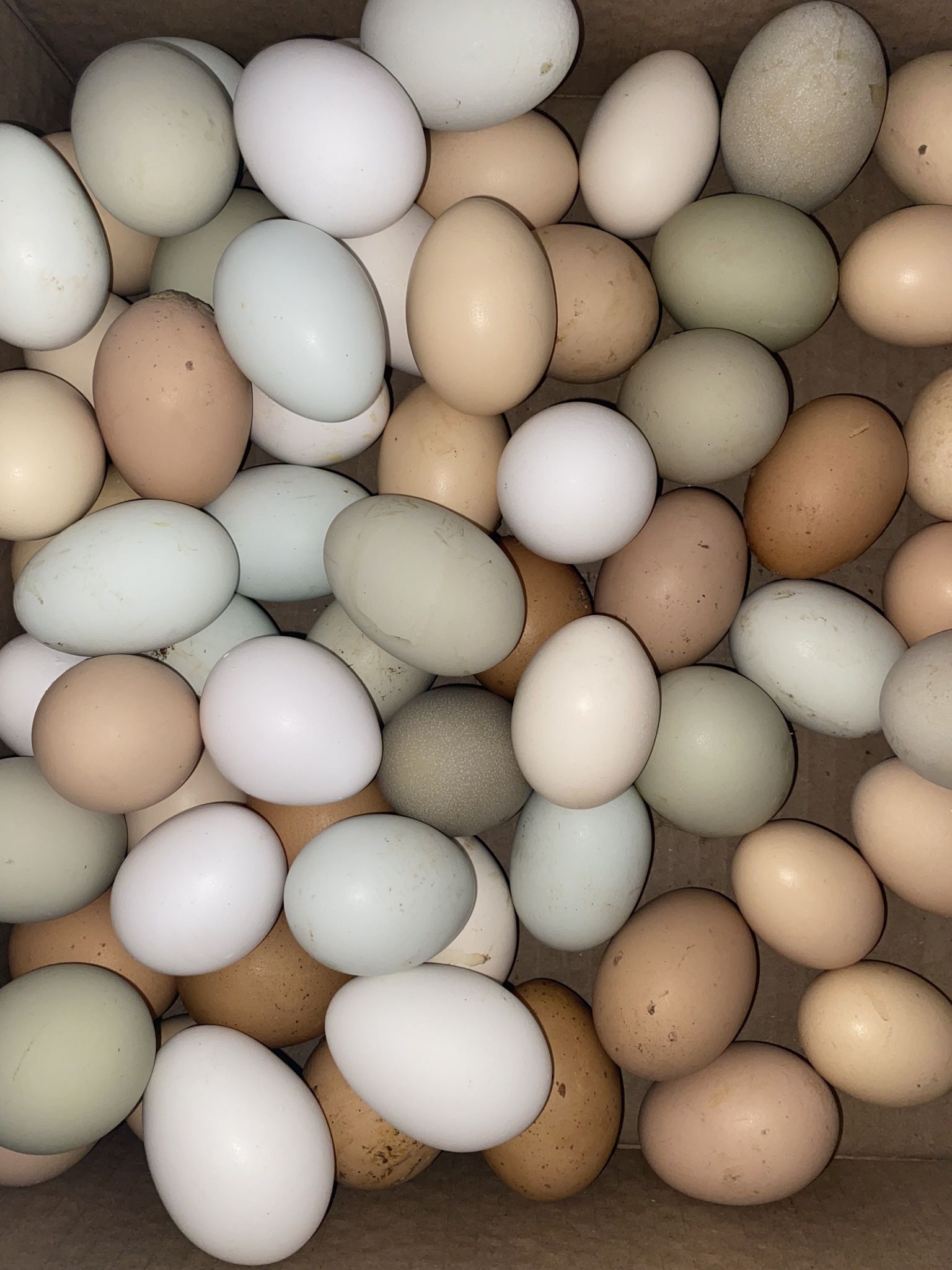 Farm Eggs 