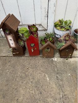 Succulents in Bird House - $10 Each