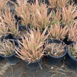 Alevera plant