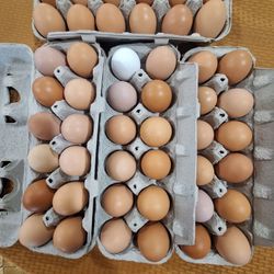 Farm Fresh Eggs 