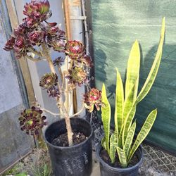 Plants