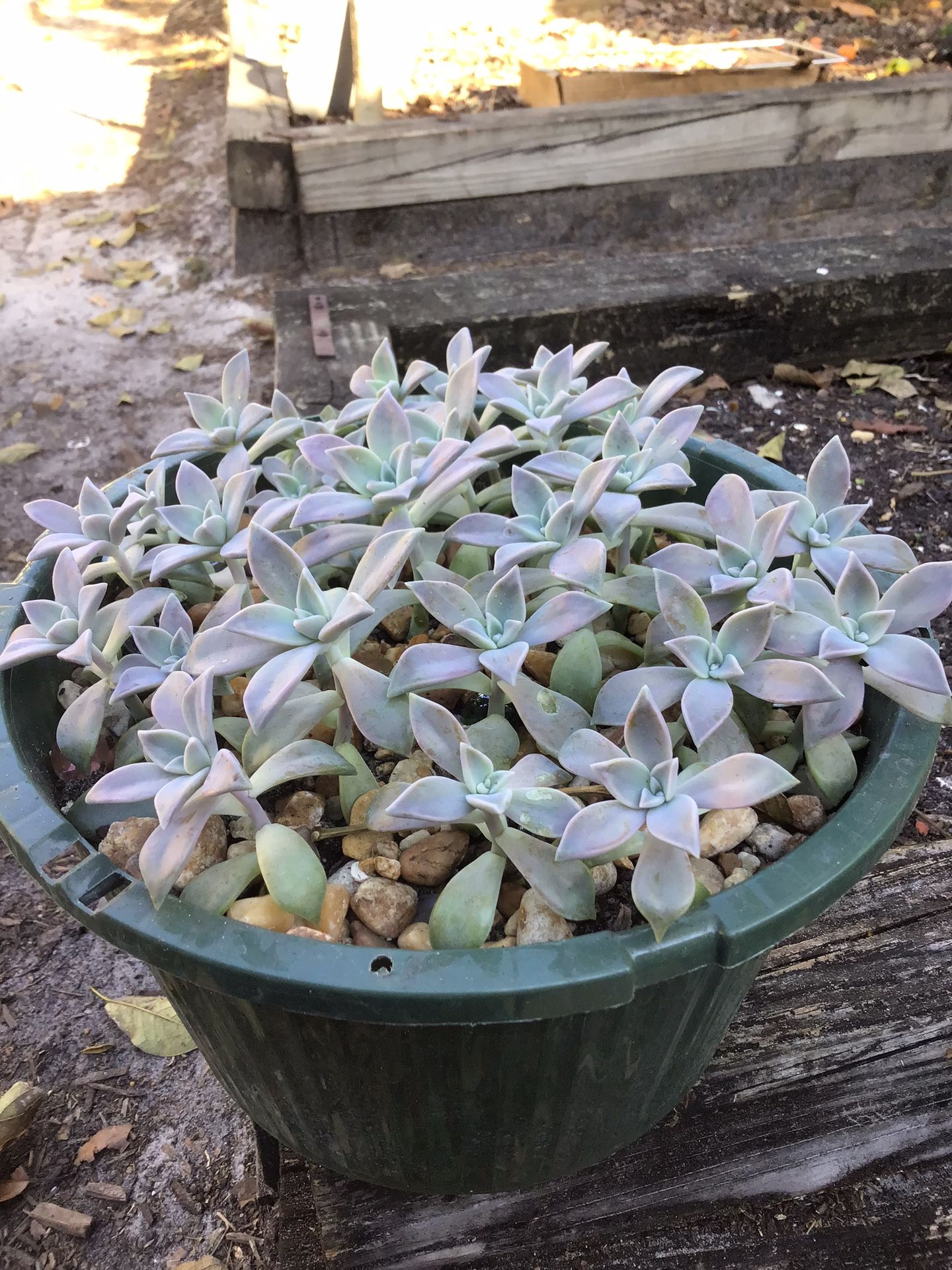 Graptopetalum Paraguayense