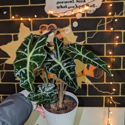 Large Alocasia Polly