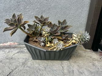 Succulent Plants / Planta Suculenta