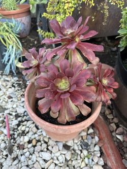 Succulents 