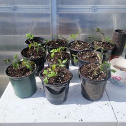 Organic Tomato Plant