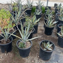Agave Plants