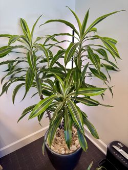 German-Made Lechuza Self-Watering Planter + 5 ft Dracaena Lemon Lime – $300 Retail Value