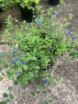 BeautiFULL Blue Daze