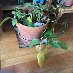 Pothos In Ceramic Pot 