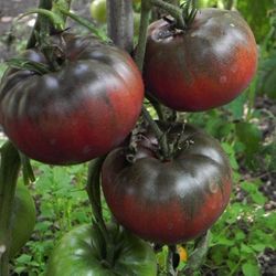 Organic Tomato Seeds (Black Krim)