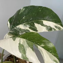 empirium pinnatum albo Live Plant Clipping