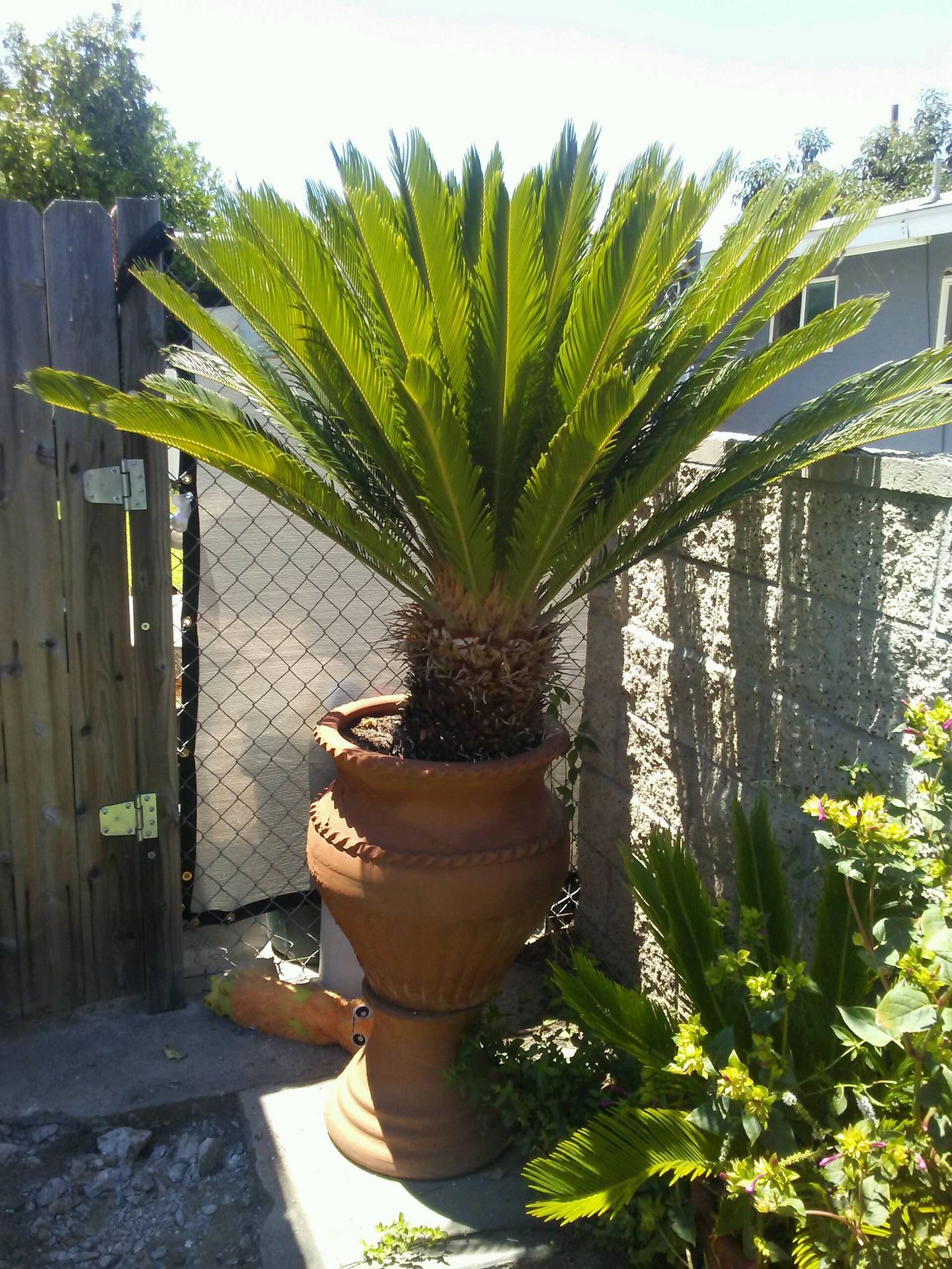 Palm tree / 2 piece pot included /approx. 3ft