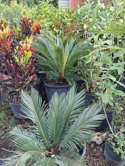 Sago palms on sale now $55