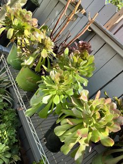 Blushing Beauty Aeonium In 2- Gallon Pots