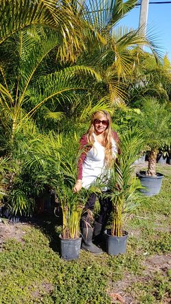 BIG SALE!! FENCE PRIVACY Arecas palms aprox 4 feet tall
