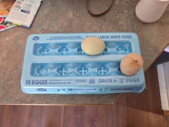 Fresh eggs